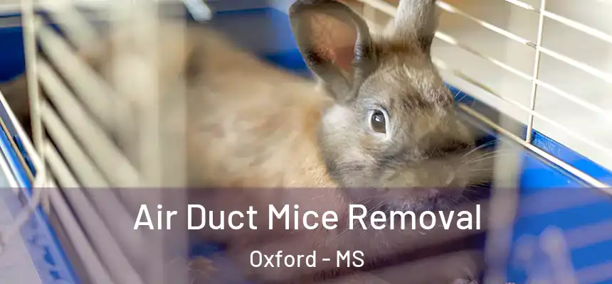  Air Duct Mice Removal Oxford - MS